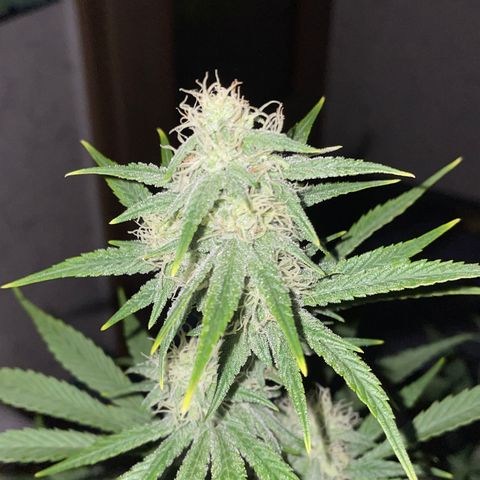 Pinot Noir #4 growlog timeline photo