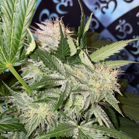 Pinot Noir #4 growlog timeline photo