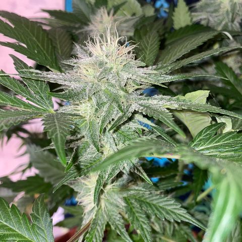 Pinot Noir #4 growlog timeline photo