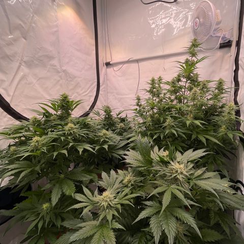 Pinot Noir #4 growlog timeline photo