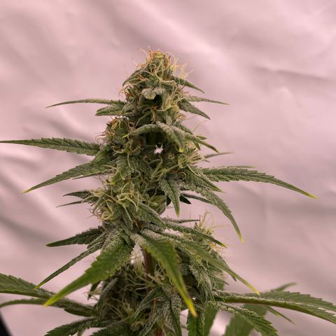 Pinot Noir #4 growlog timeline photo