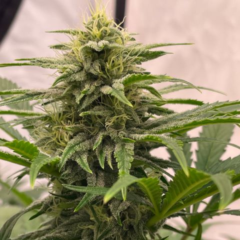 Pinot Noir #4 growlog timeline photo