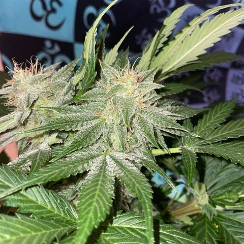 Pinot Noir #4 growlog timeline photo