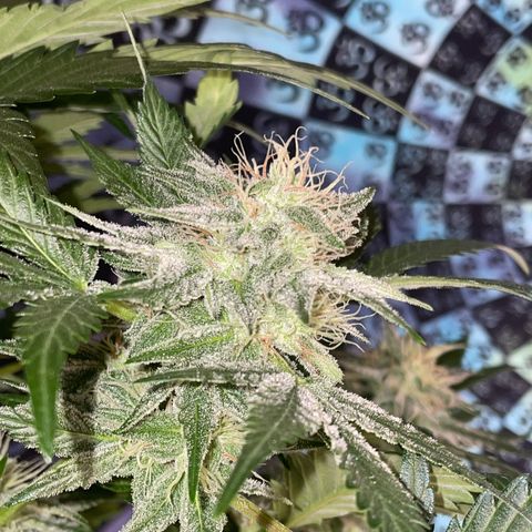 Pinot Noir #4 growlog timeline photo