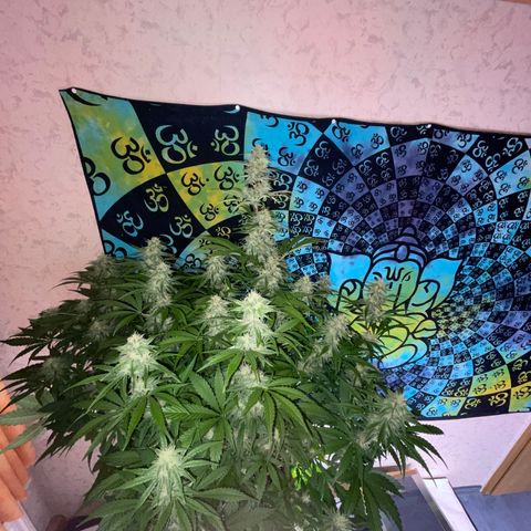 Pinot Noir #4 growlog timeline photo