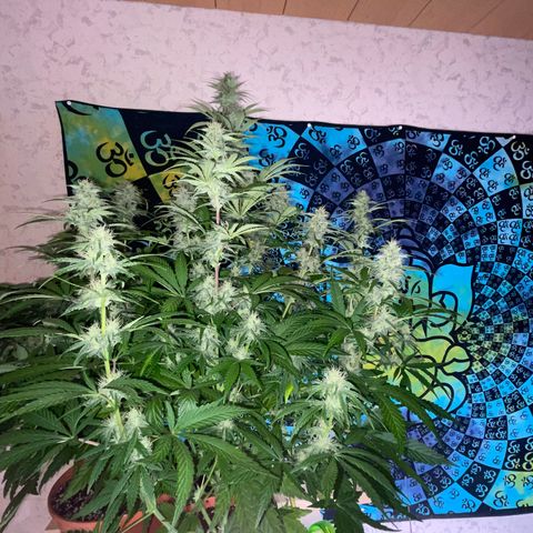 Pinot Noir #4 growlog timeline photo