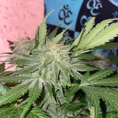 Pinot Noir #4 growlog timeline photo