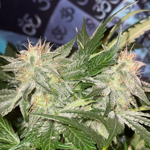 Pinot Noir #4 growlog timeline photo