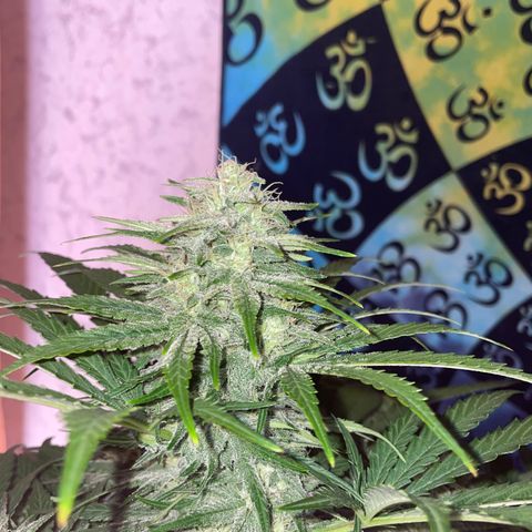 Pinot Noir #4 growlog timeline photo