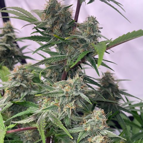 Pinot Noir #4 growlog timeline photo