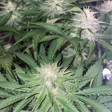 Pinot Noir #4 growlog timeline photo