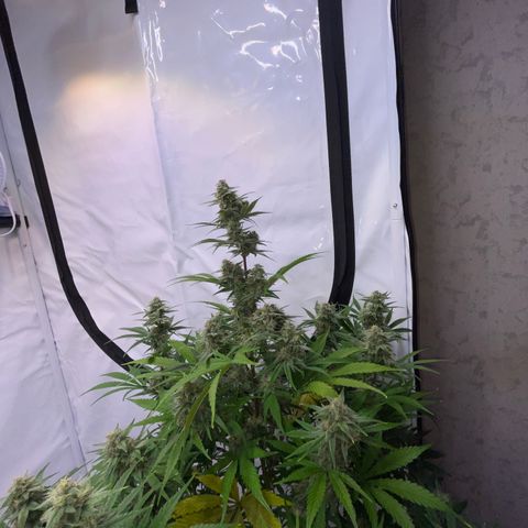 Pinot Noir #4 growlog timeline photo