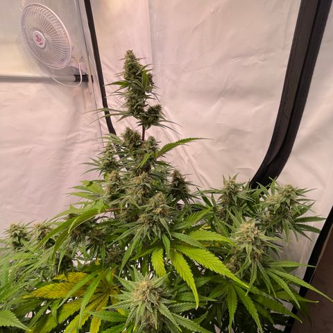 Pinot Noir #4 growlog timeline photo