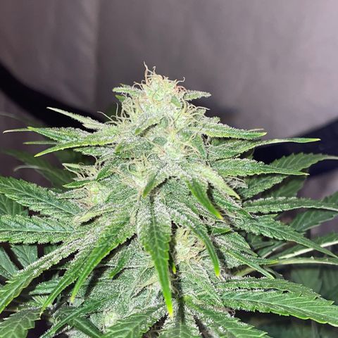 Pinot Noir #4 growlog timeline photo