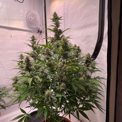Pinot Noir #4 growlog timeline photo