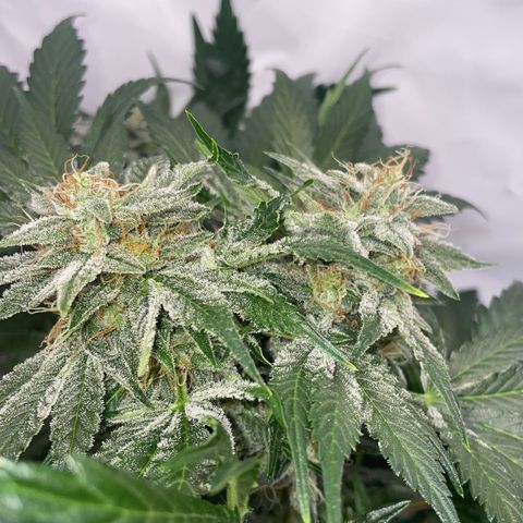 Pinot Noir #4 growlog timeline photo