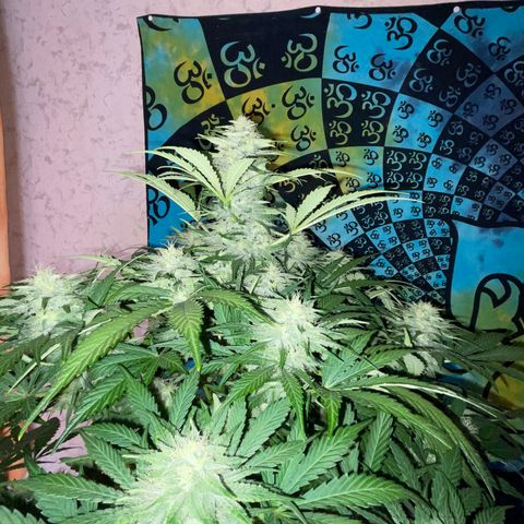 Pinot Noir #4 growlog timeline photo