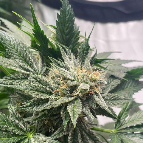 Pinot Noir #4 growlog timeline photo