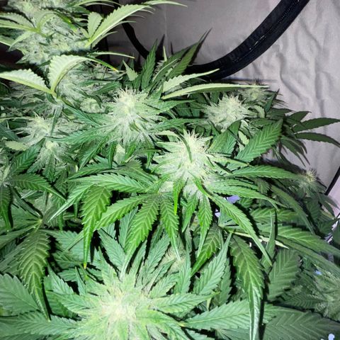 Pinot Noir #4 growlog timeline photo