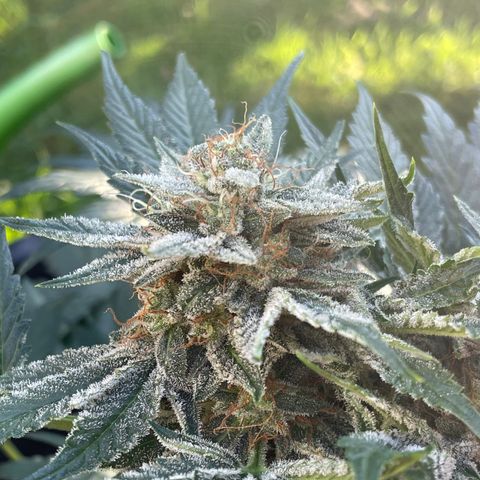 Pinot Noir #4 growlog timeline photo