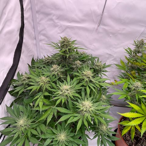 Pinot Noir #4 growlog timeline photo