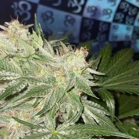 Pinot Noir #4 growlog timeline photo
