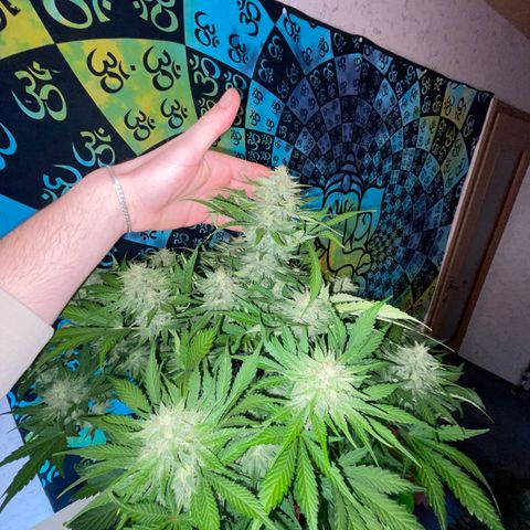 Pinot Noir #4 growlog timeline photo