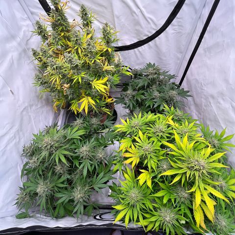 Pinot Noir #4 growlog timeline photo