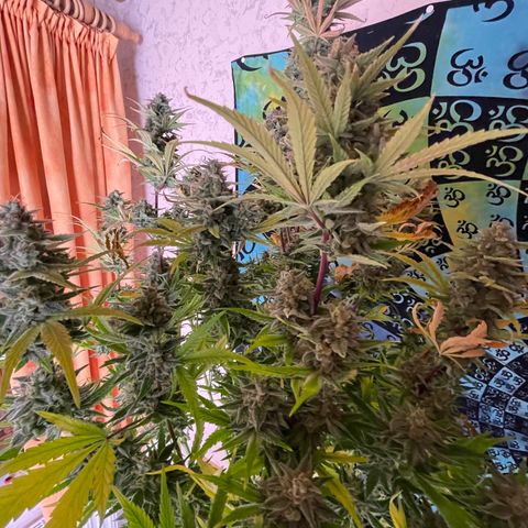 Pinot Noir #4 growlog timeline photo