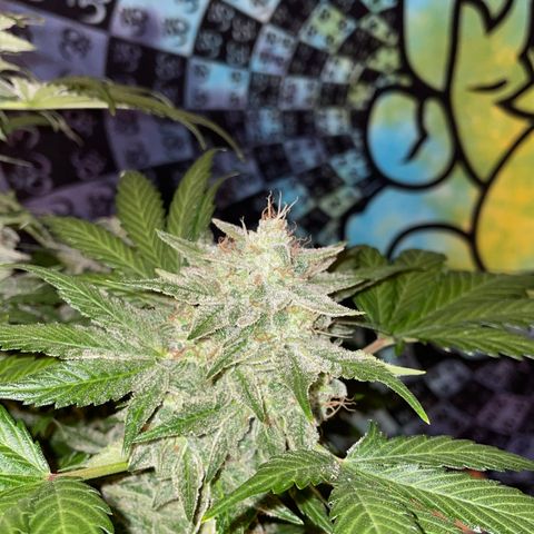 Pinot Noir #4 growlog timeline photo