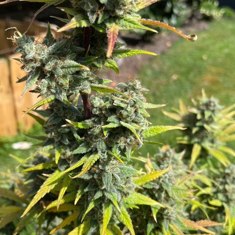 Pinot Noir #4 growlog timeline photo