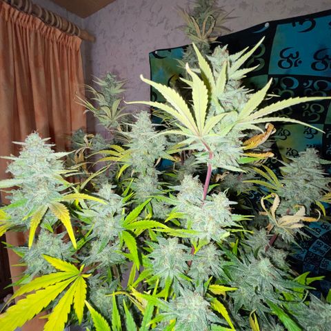 Pinot Noir #4 growlog timeline photo