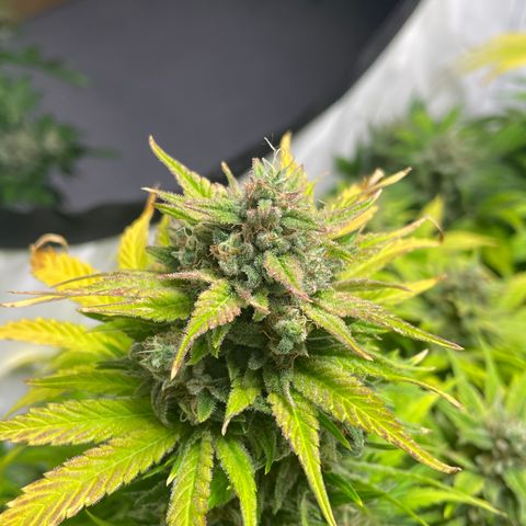 Pinot Noir #4 growlog timeline photo
