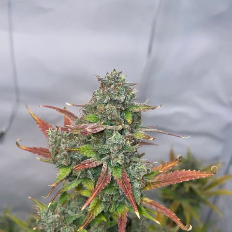 Pinot Noir #4 growlog timeline photo