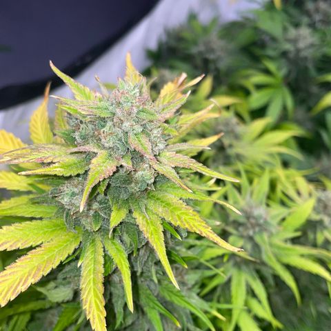 Pinot Noir #4 growlog timeline photo