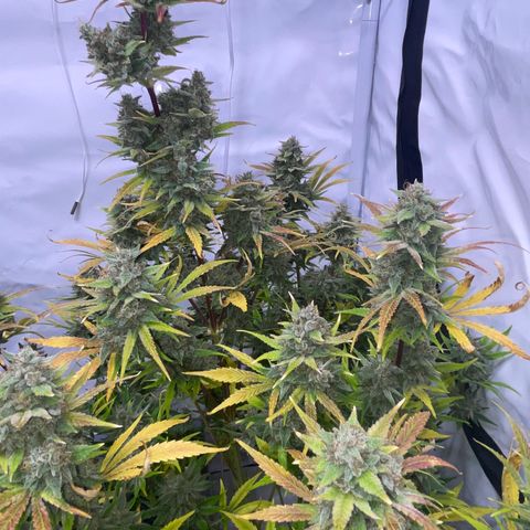 Pinot Noir #4 growlog timeline photo