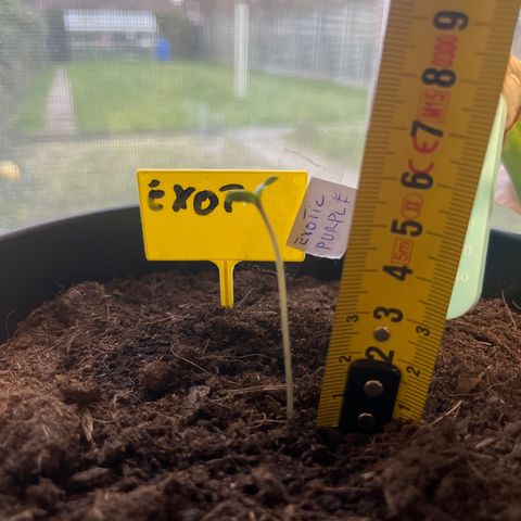 Exotic Purple auto growlog timeline photo