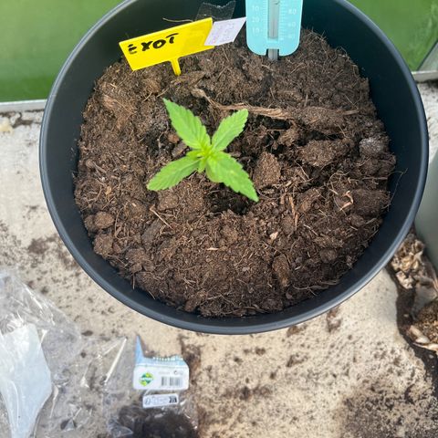 Exotic Purple auto growlog timeline photo