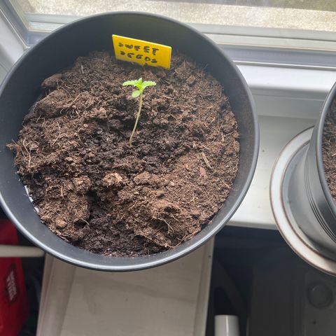 Sweet seeds 2.2 growlog timeline photo