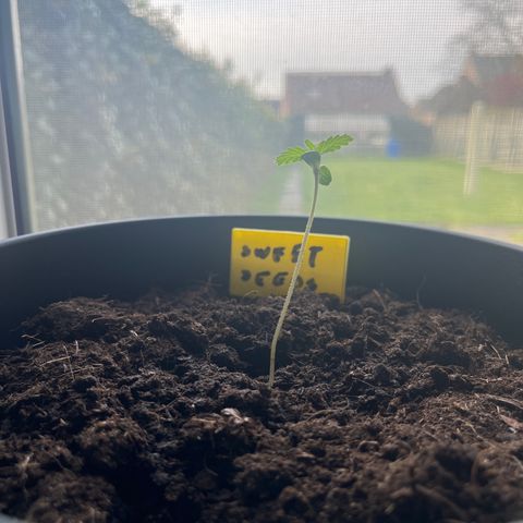 Sweet seeds 2.2 growlog timeline photo