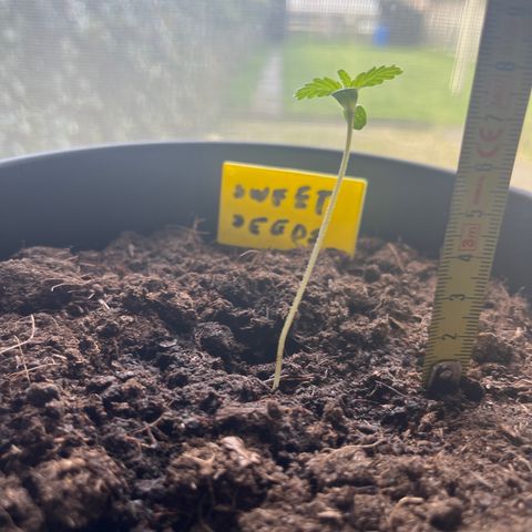 Sweet seeds 2.2 growlog timeline photo