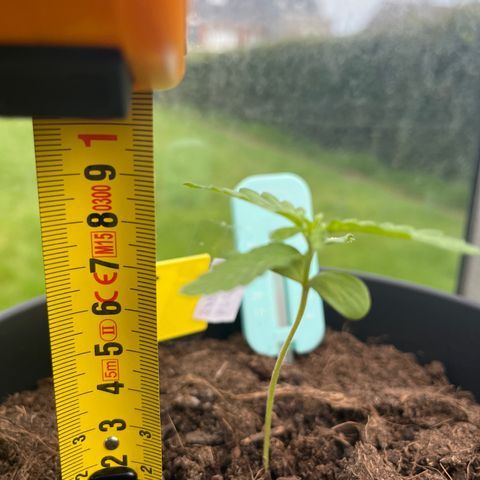 Exotic Purple auto growlog timeline photo