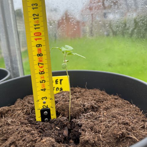 Sweet seeds 2.2 growlog timeline photo