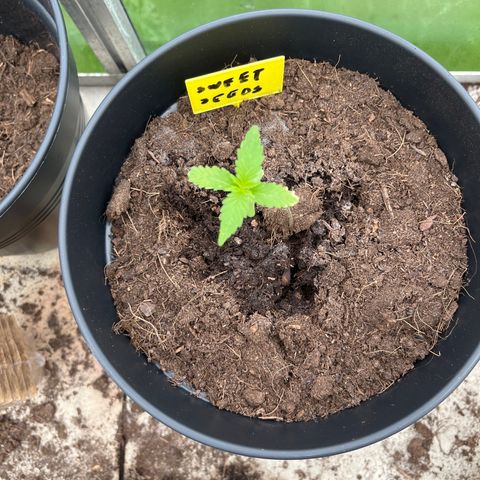 Sweet seeds 2.2 growlog timeline photo