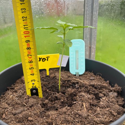 Exotic Purple auto growlog timeline photo