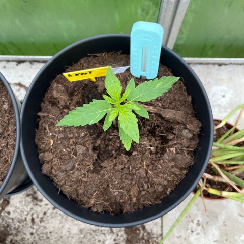 Exotic Purple auto growlog timeline photo