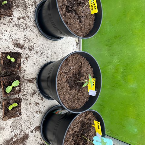 Sweet seeds 2.2 growlog timeline photo