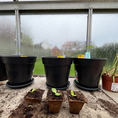 Sweet seeds 2.2 growlog timeline photo