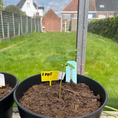 Exotic Purple auto growlog timeline photo