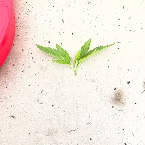 Exotic Purple auto growlog timeline photo